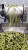 Raccolta olive 2021