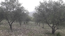 Raccolta olive 2021